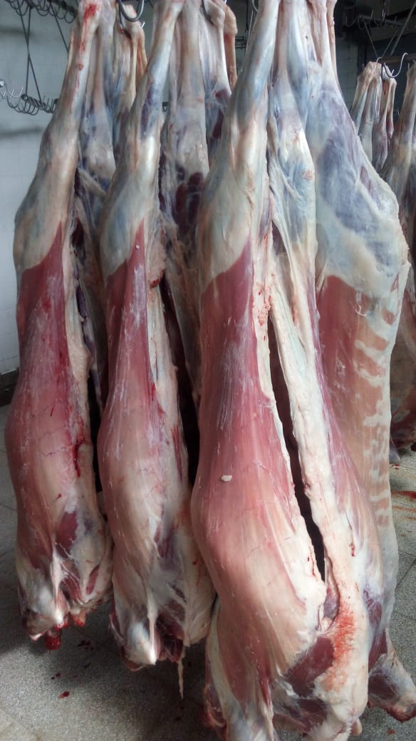 FROZEN LAMB MEAT